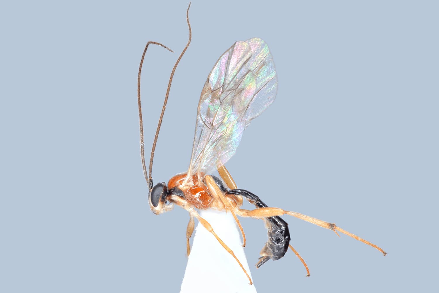 Default image